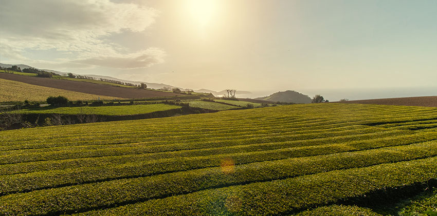 São Miguel Island - Gorrena Tea Plantation