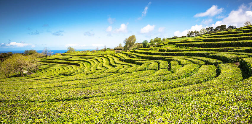 São Miguel Island, Azores - Tea Fields