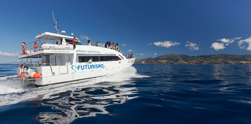 Azores, São Miguel Island - Whale Watching