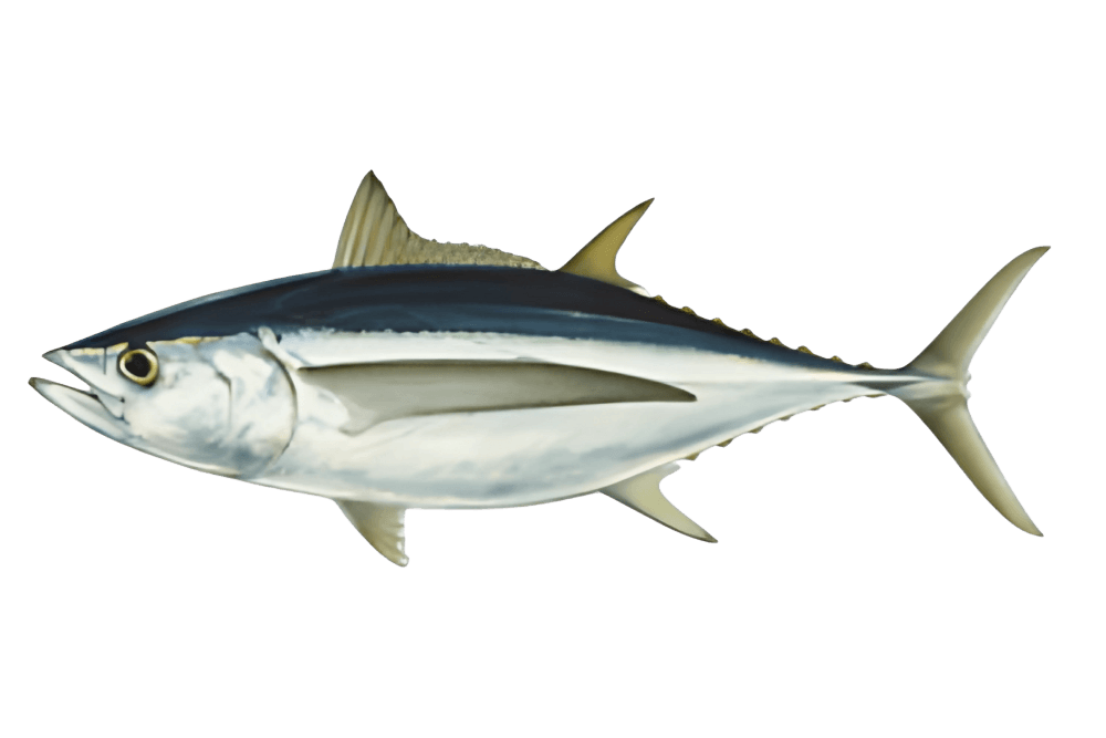Albacore Tuna