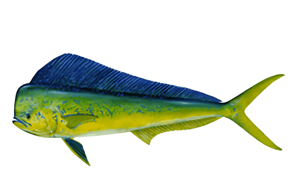 Dolphin (Mahi Mahi)