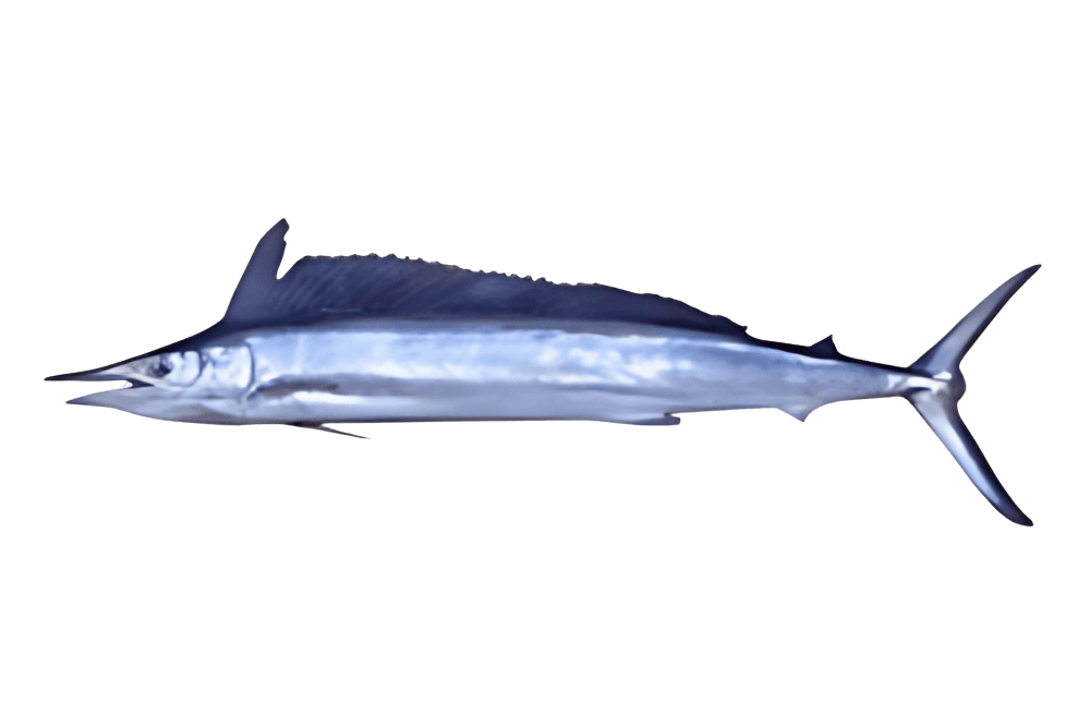 Shortbill Spearfish