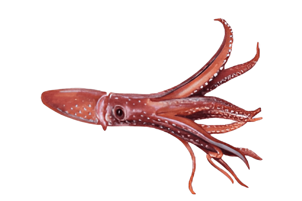 Squid