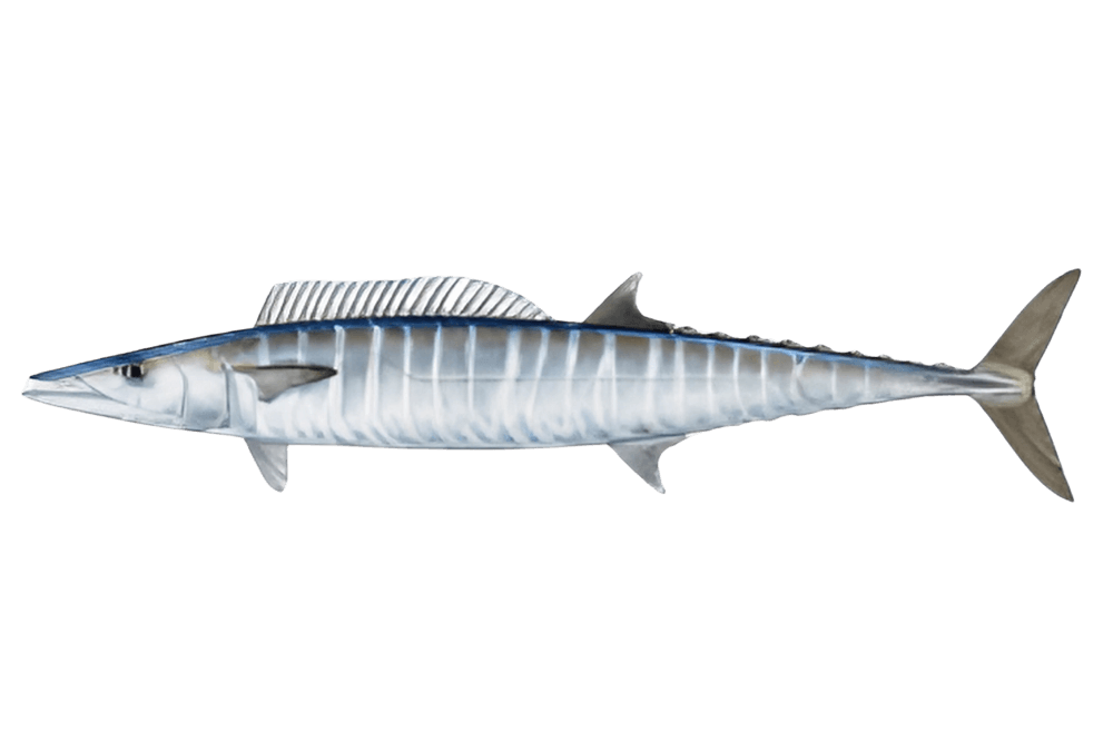 Wahoo