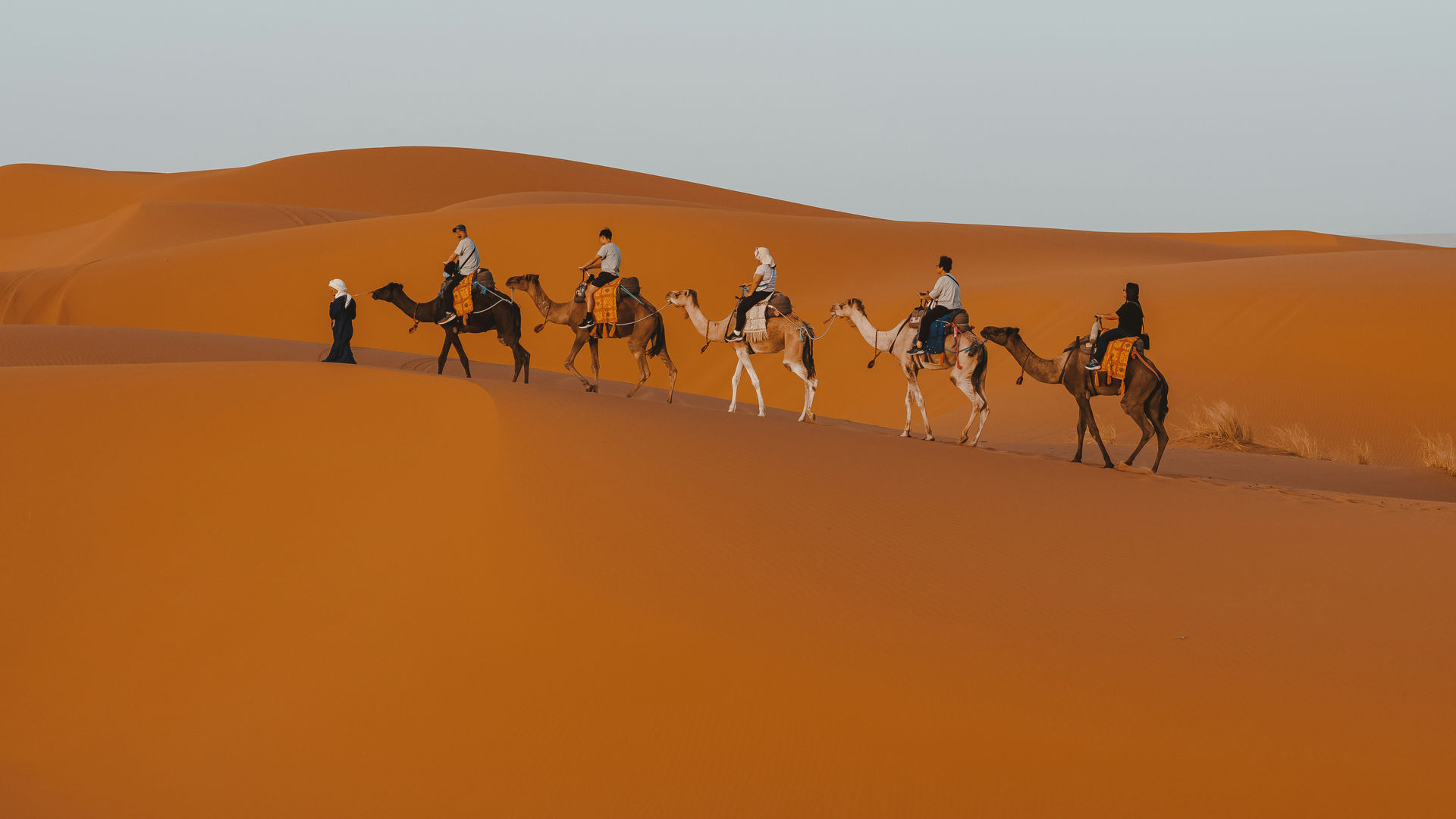 Caravana de camelos no Deserto do Saara