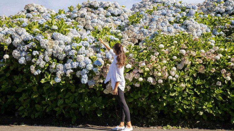Stroll through blooming hydrangeas in São Miguel