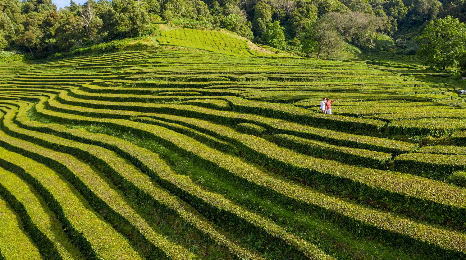 Tea Plantations, São Miguel Island