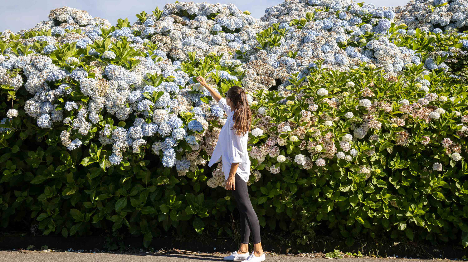 Hydrangeas, São Miguel Island