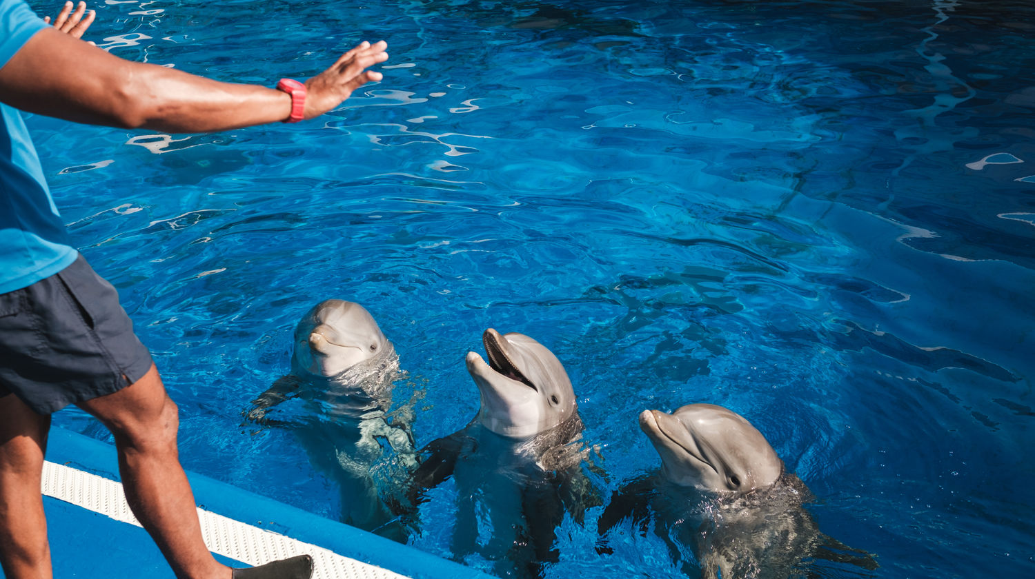 <strong>Zoomarine Adventure (Tickets Included)</strong>