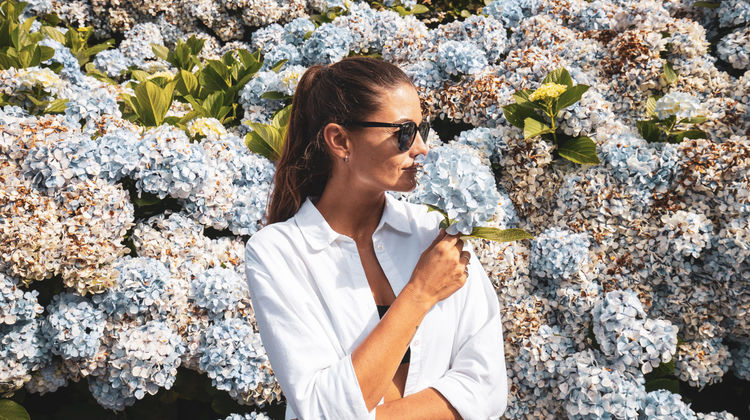 Hydrangeas in Bloom, São Miguel Island (Azores)