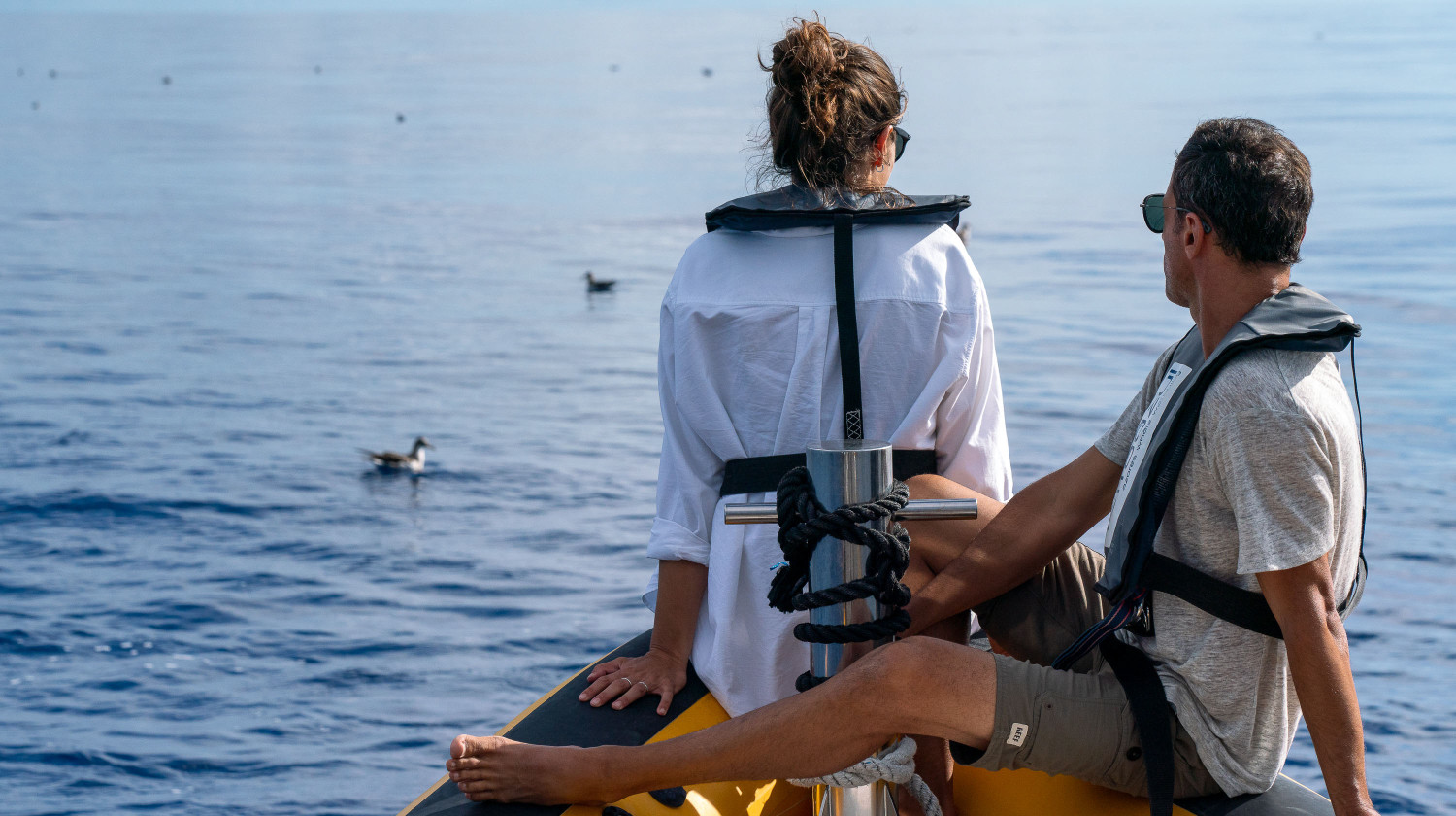 Whale & Dolphin Watching, São Miguel Island