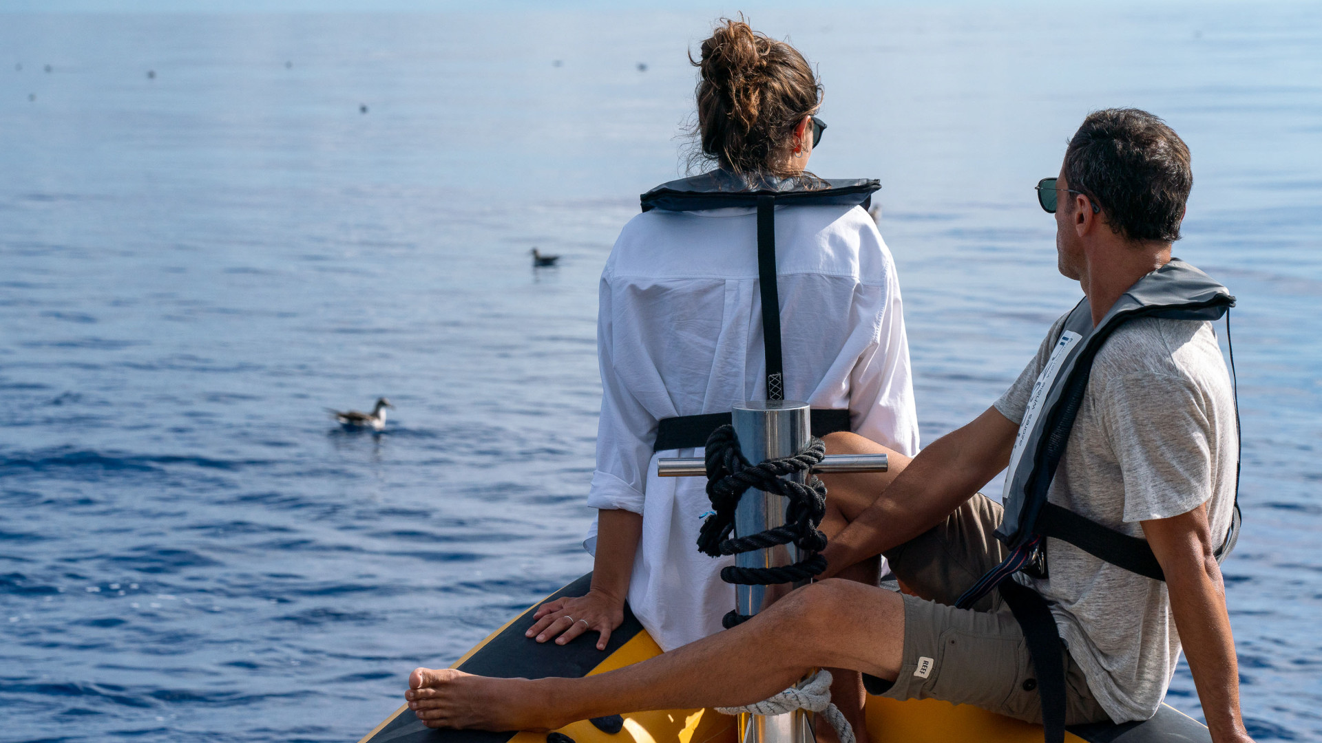 Whale & Dolphin Watching, São Miguel Island