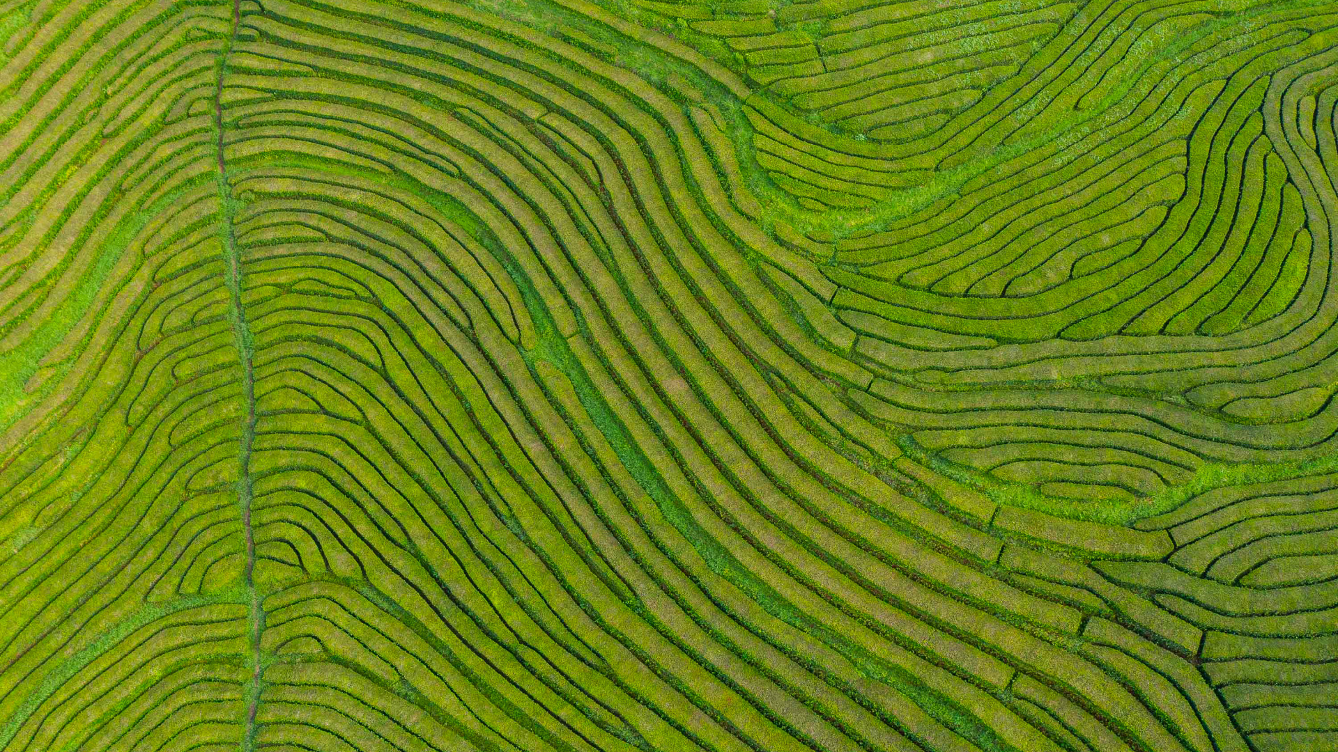 Gorreana Tea Plantations, São Miguel Island