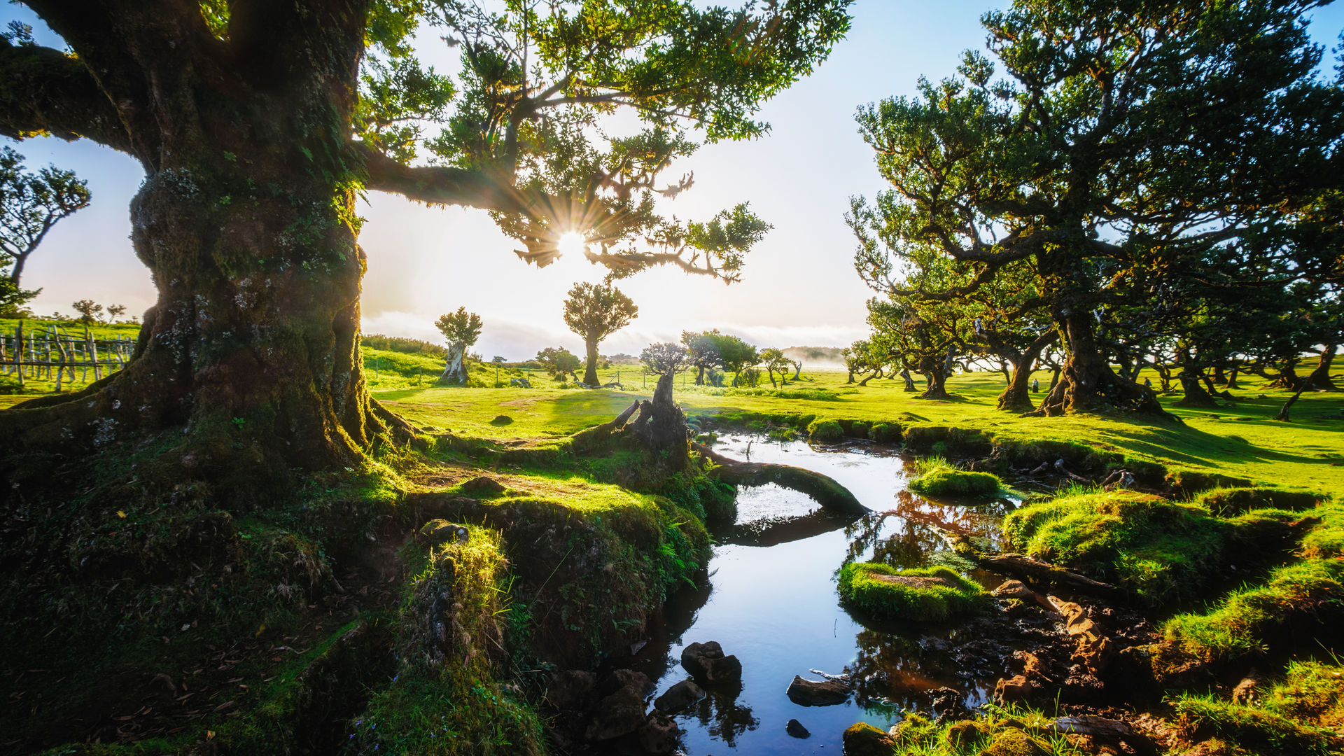 Fanal Forest, Madeira Island