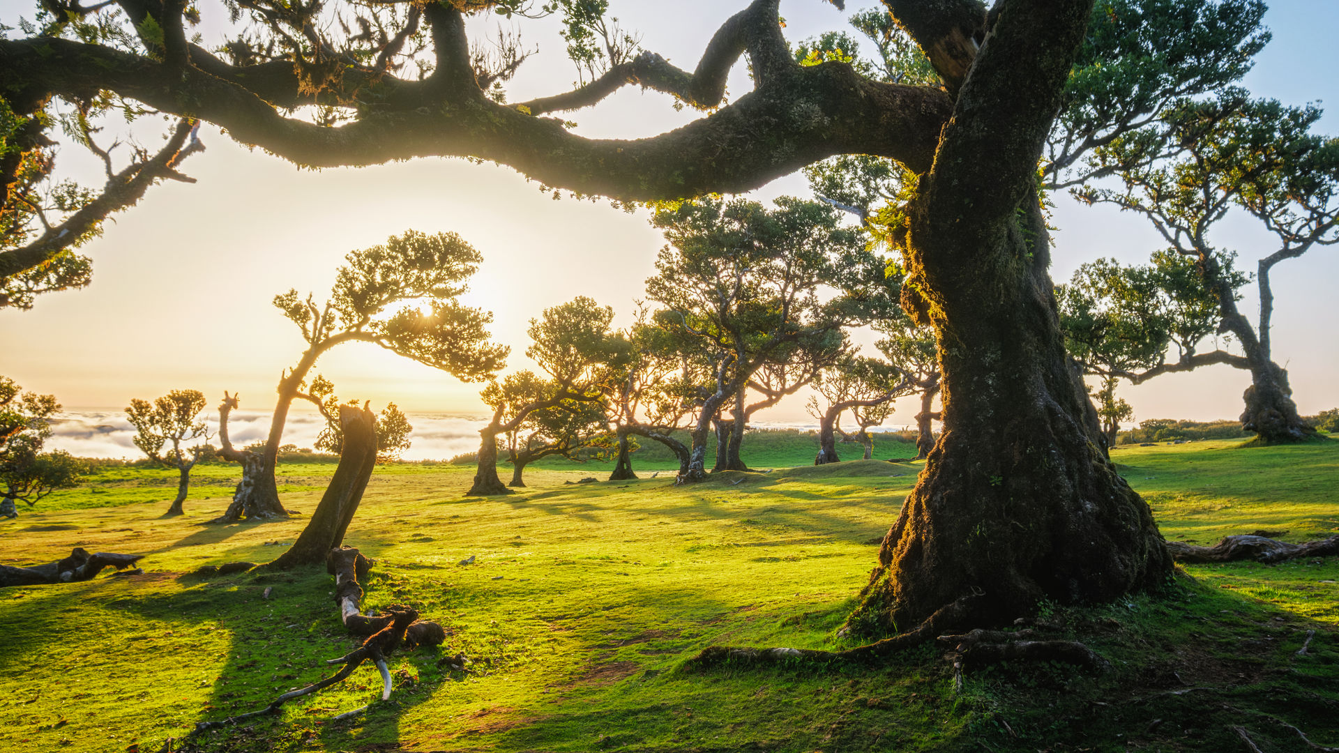 Fanal Forest, Madeira Island