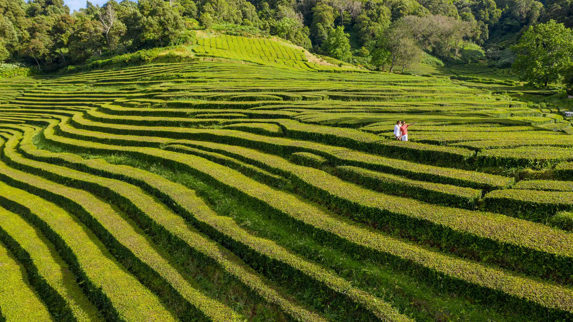 Gorreana Tea Plantations, São Miguel Island