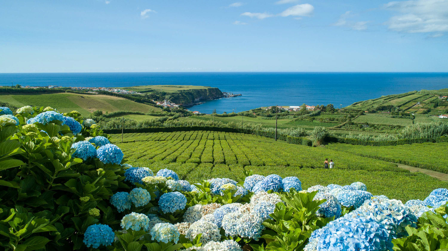 Tea Plantations, São Miguel Island