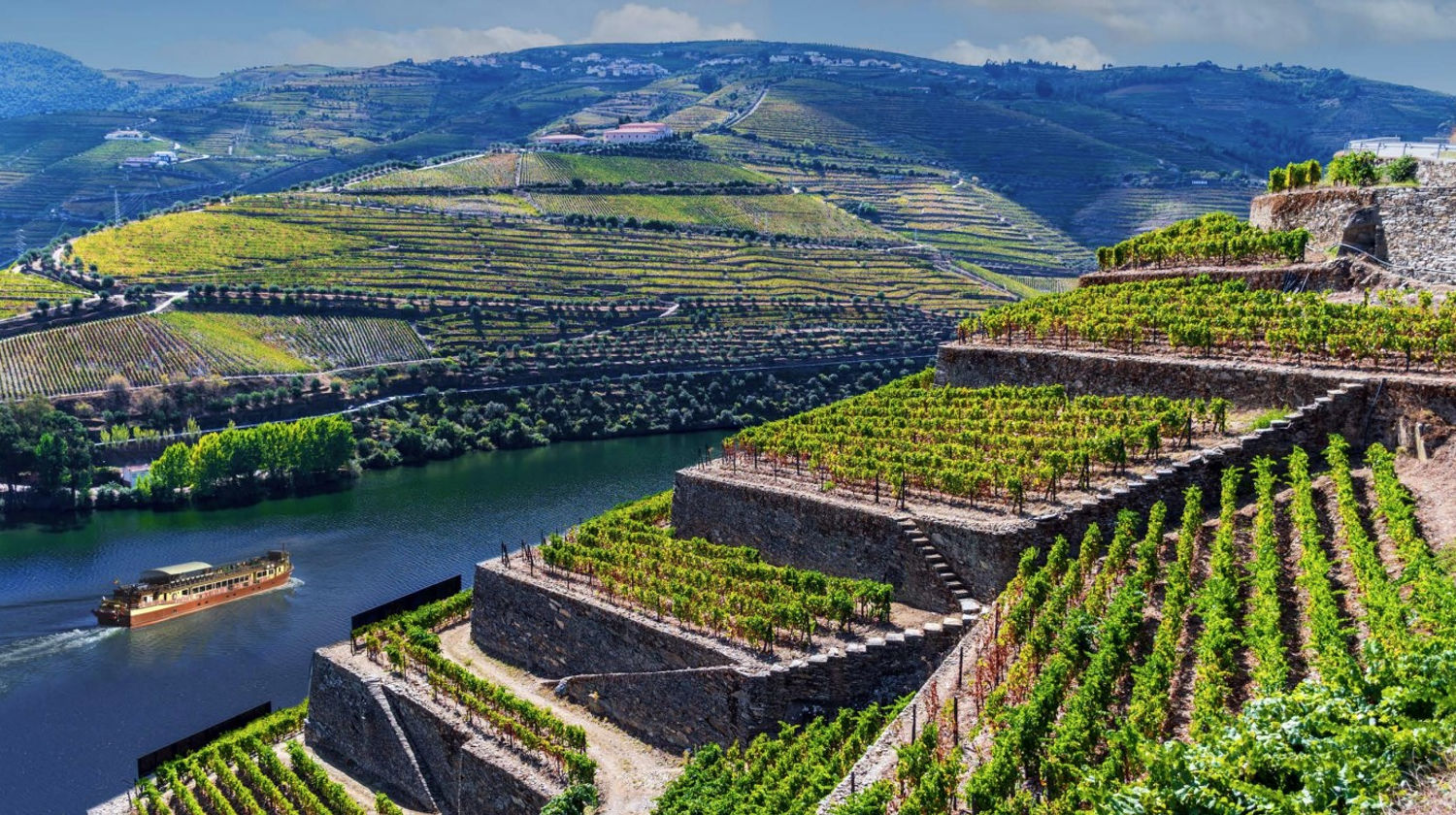 Douro Vineyards