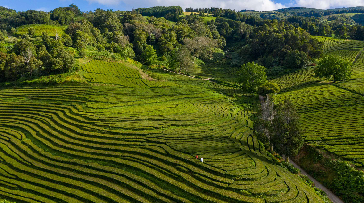 Tea Plantations, São Miguel Island