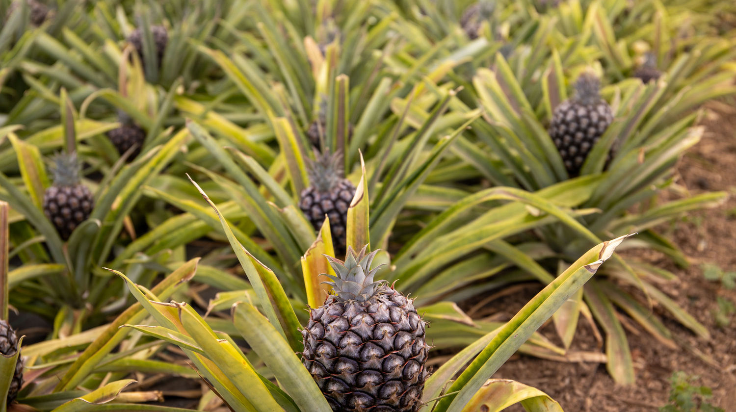 <strong>Flight to São Miguel Island</strong>