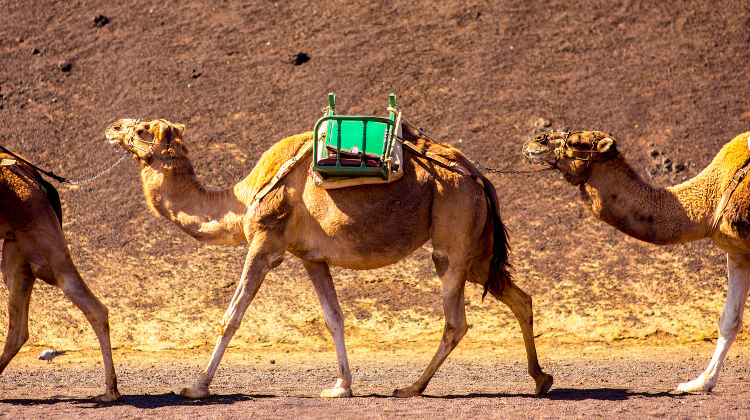 Camels in Timanfaya Park, Lanzarote