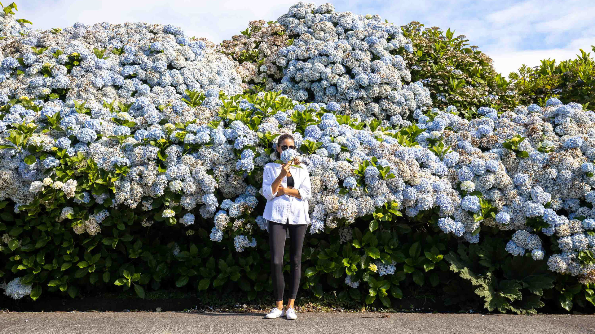 Hydrangeas in Sete Cidades, São Miguel Island, the Azores