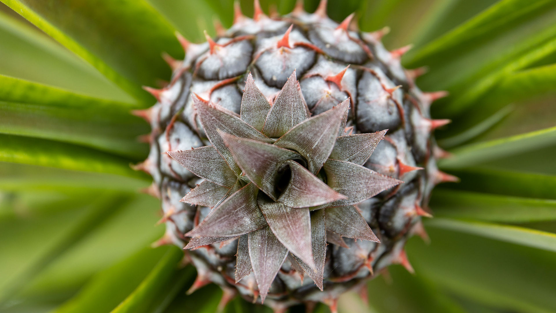 Azores Pineapple
