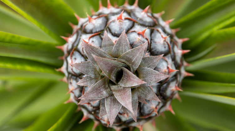 Azores Pineapple