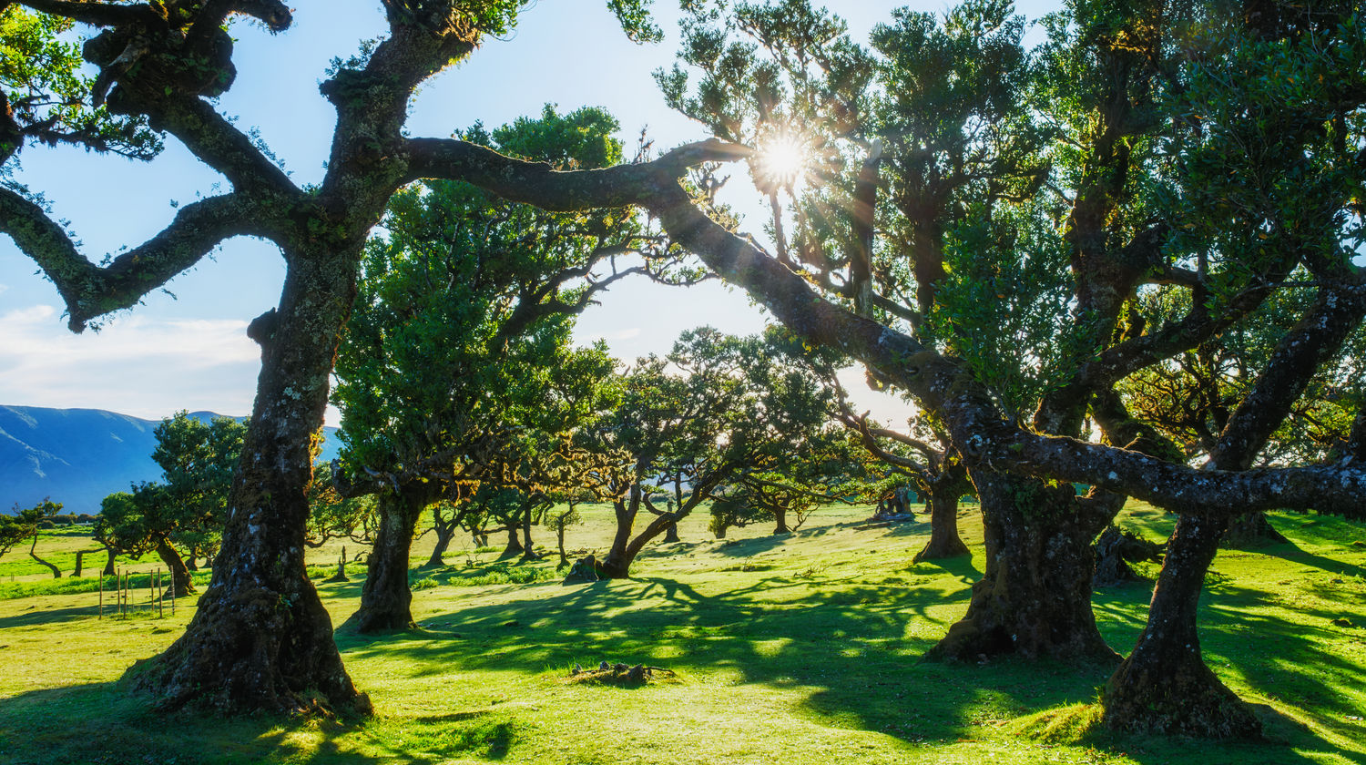 Fanal Forest Trees, Madeira Island