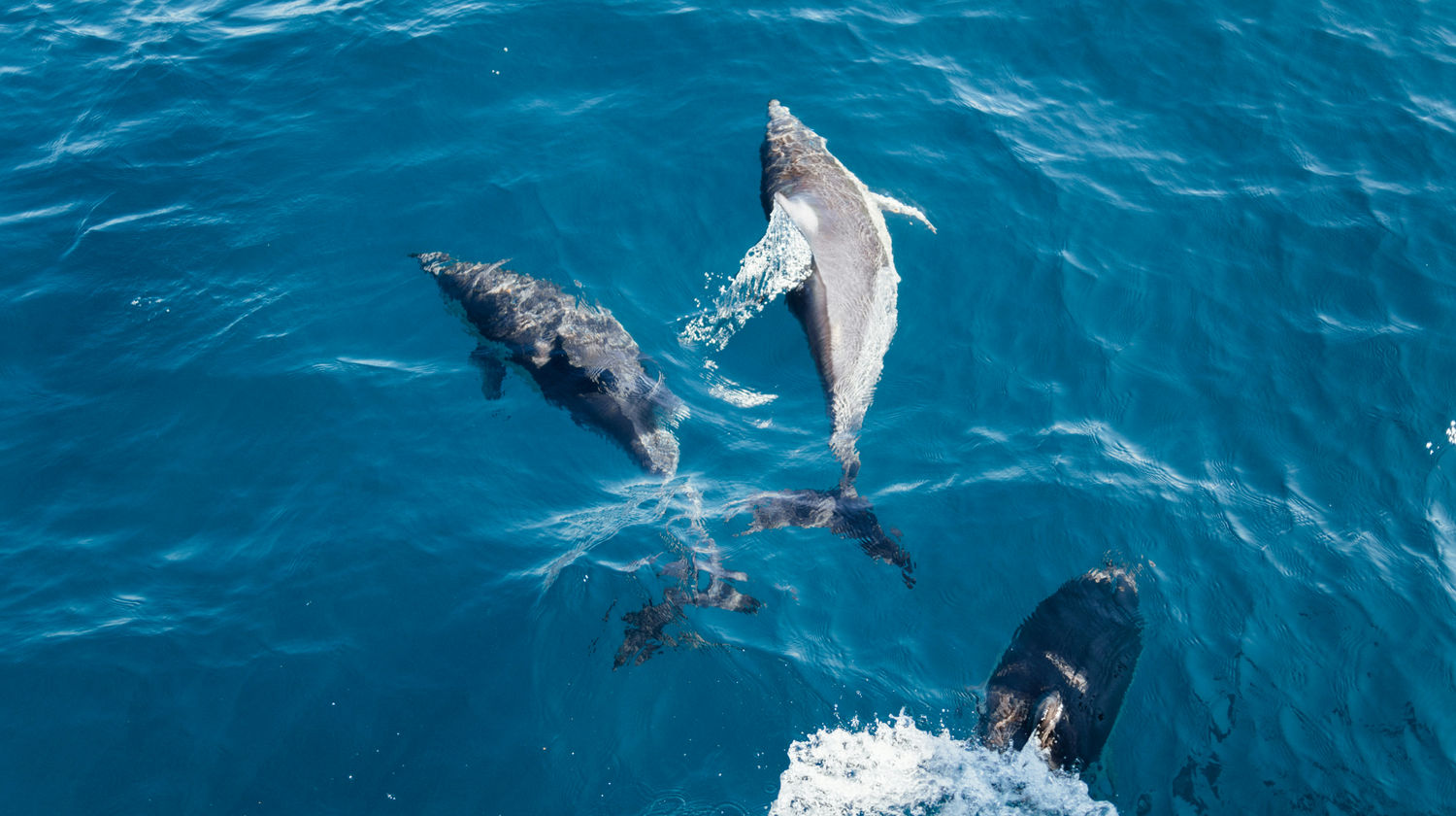 <b>Whale & Dolphin Watching Excursion (Included)</b>
