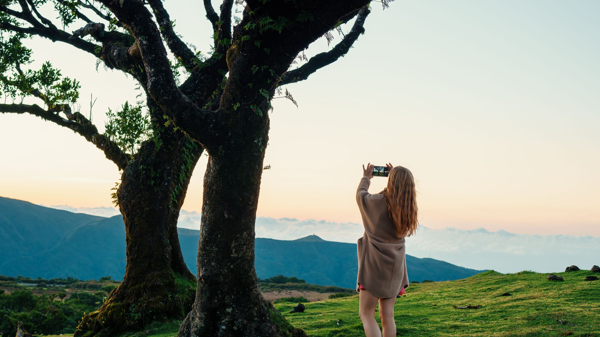 Parque Florestal do Fanal, Madeira Island