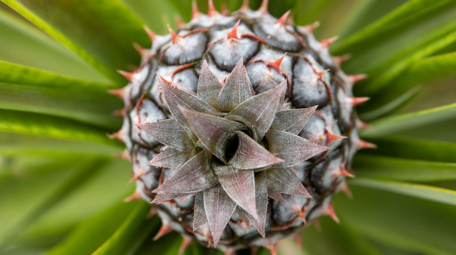 Azores Pineapple, São Miguel Island