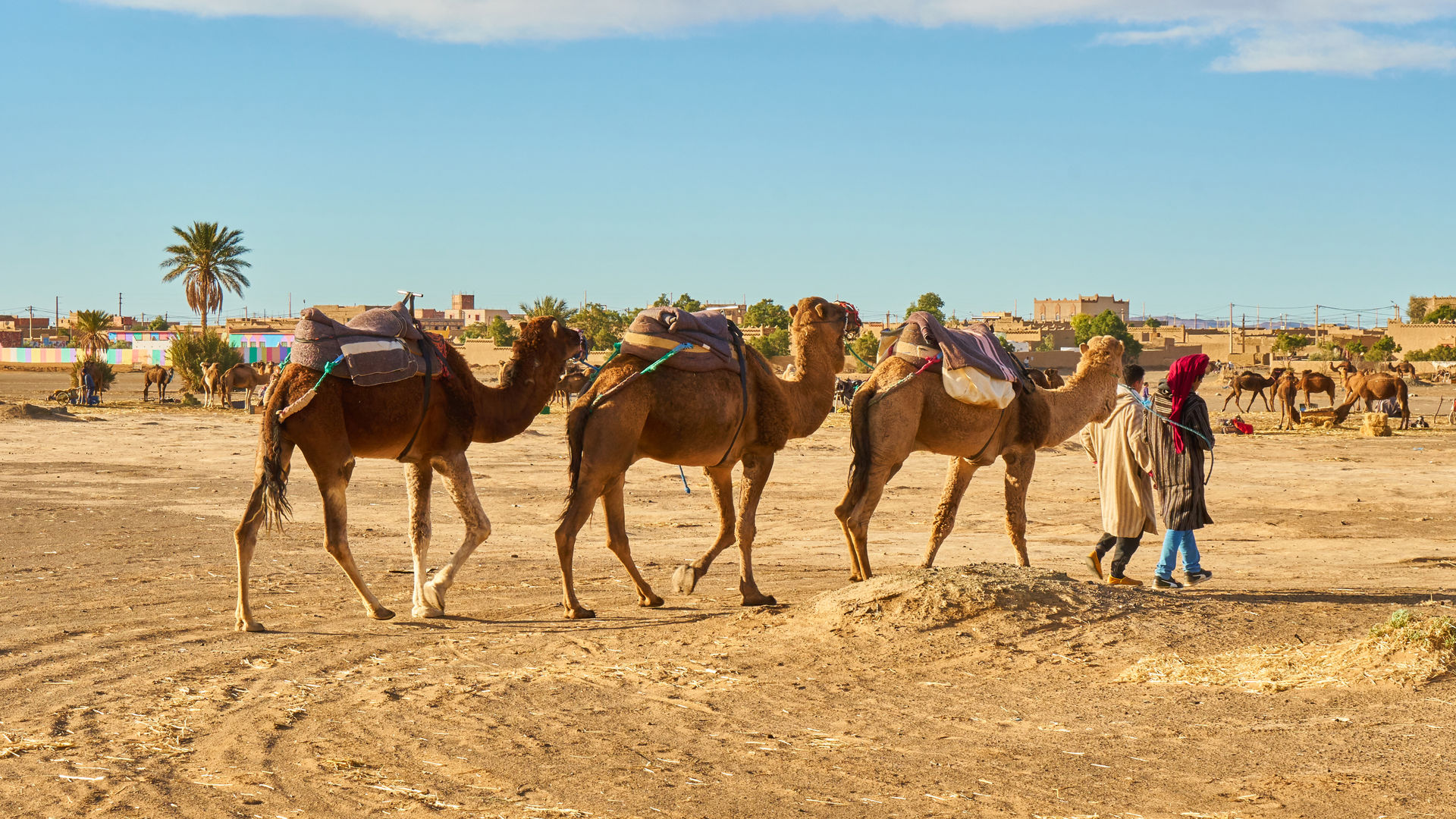 Camels in the Desert