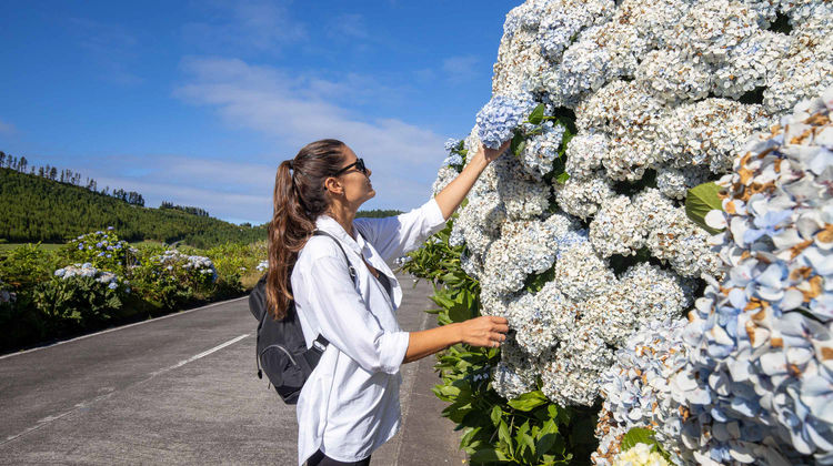Hydrangeas in Sete Cidades, São Miguel Island