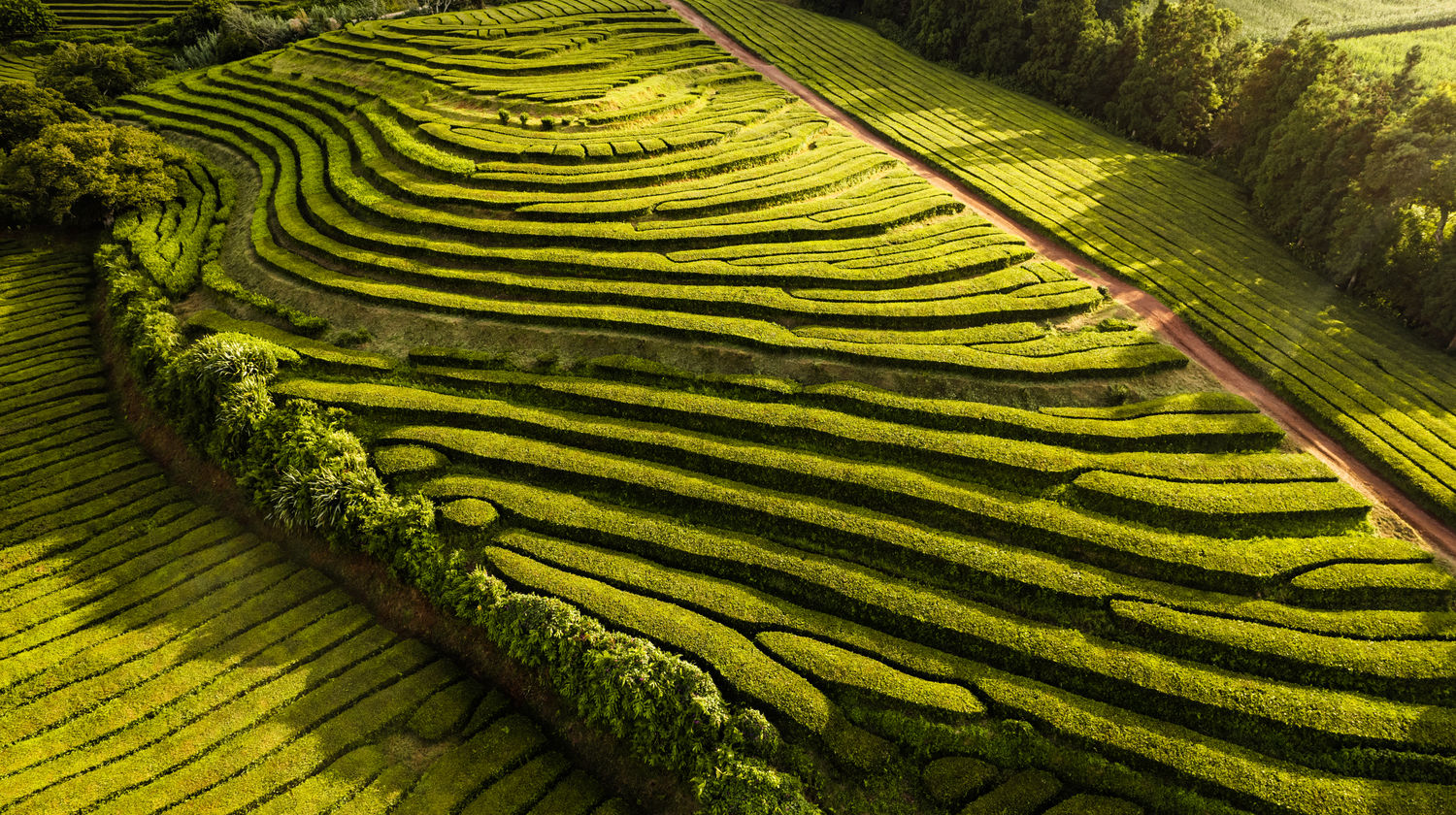 Tea Plantations, São Miguel Island