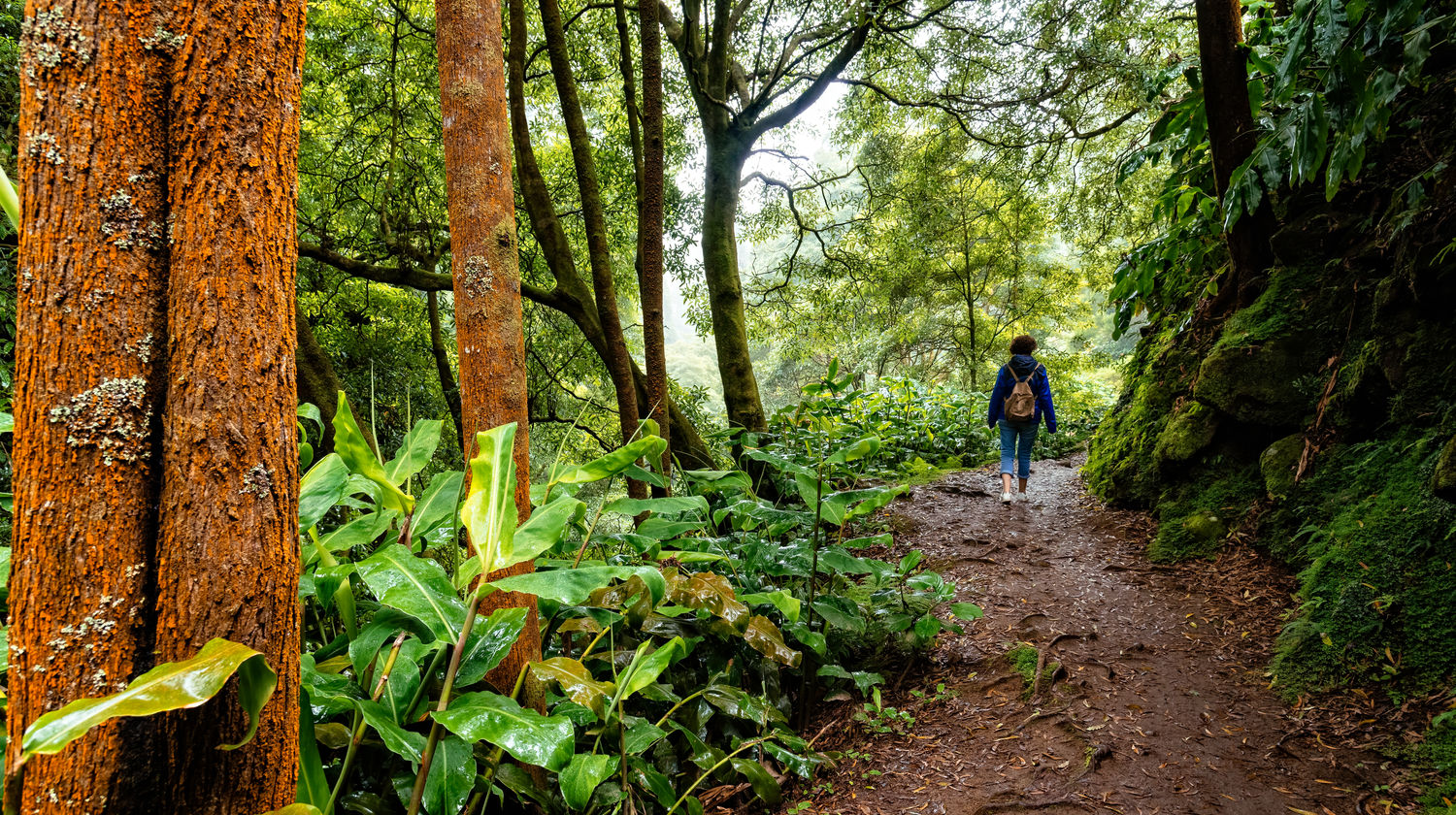 Trail in São Miguel Island