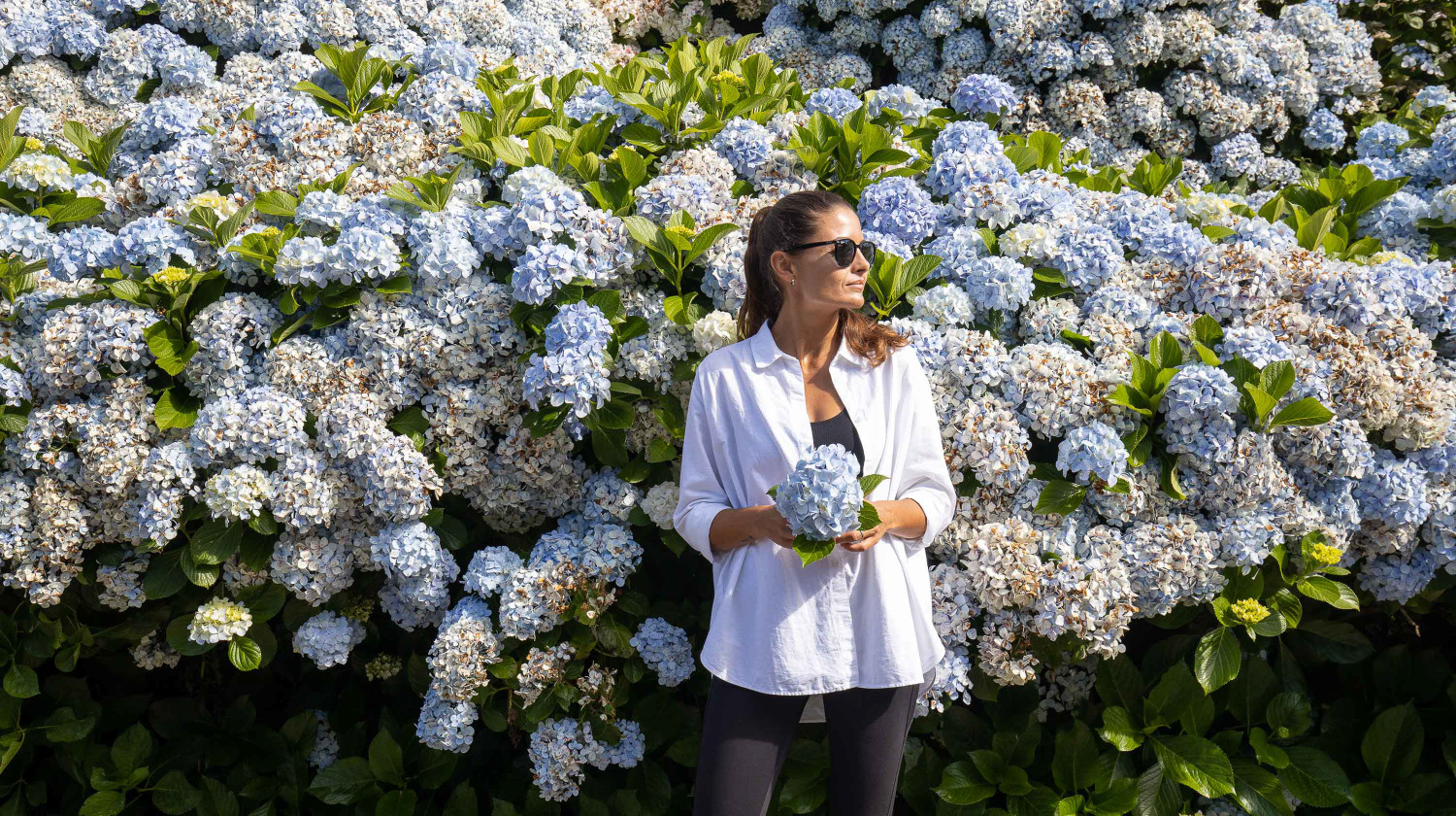 Hydrangeas, São Miguel Island