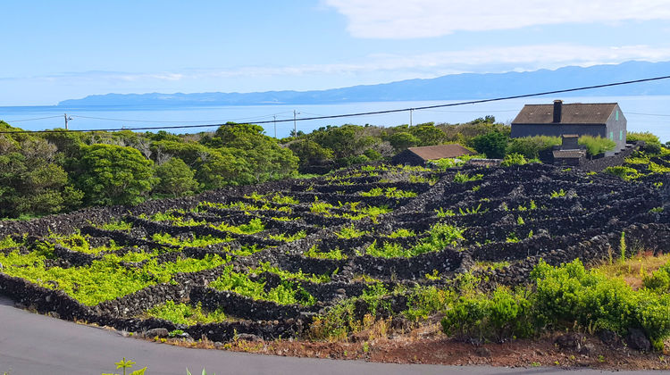 Pico Vineyards, Pico Island, Photo By Our CMO Carolina
