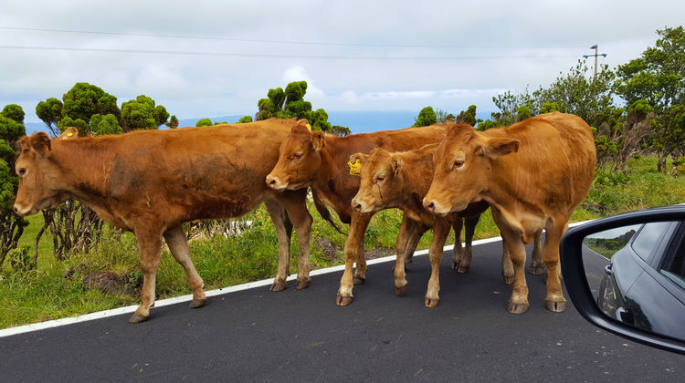 Cow Traffic, Pico Island, Photo By Our CMO Carolina