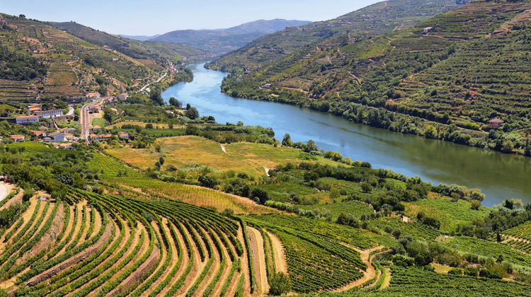 Douro Vineyards