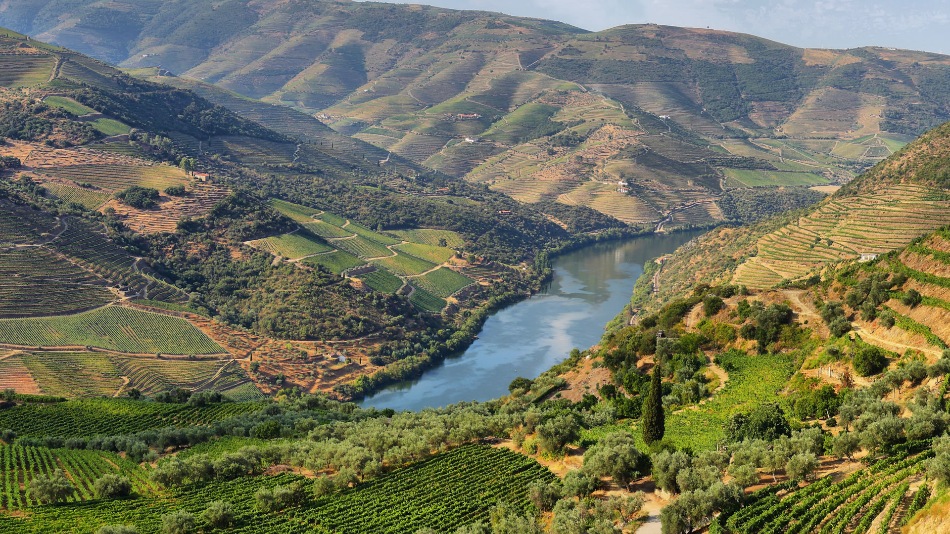 Douro Vineyards