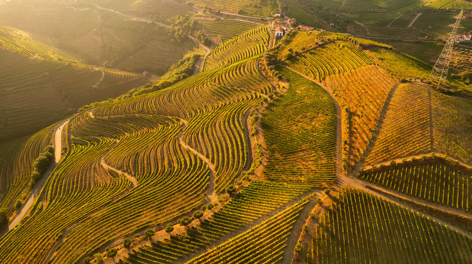 Agricultural Plantations in Douro