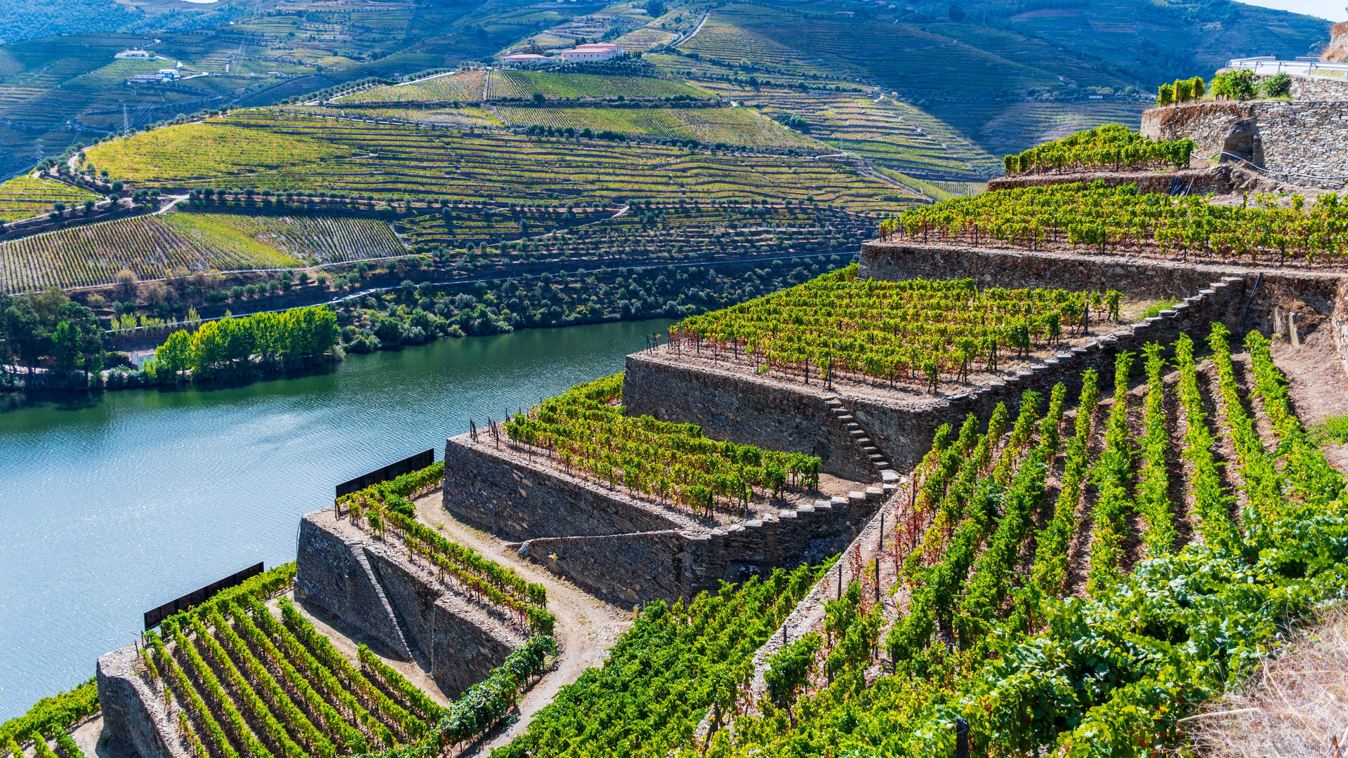 Vineyards and Douro River