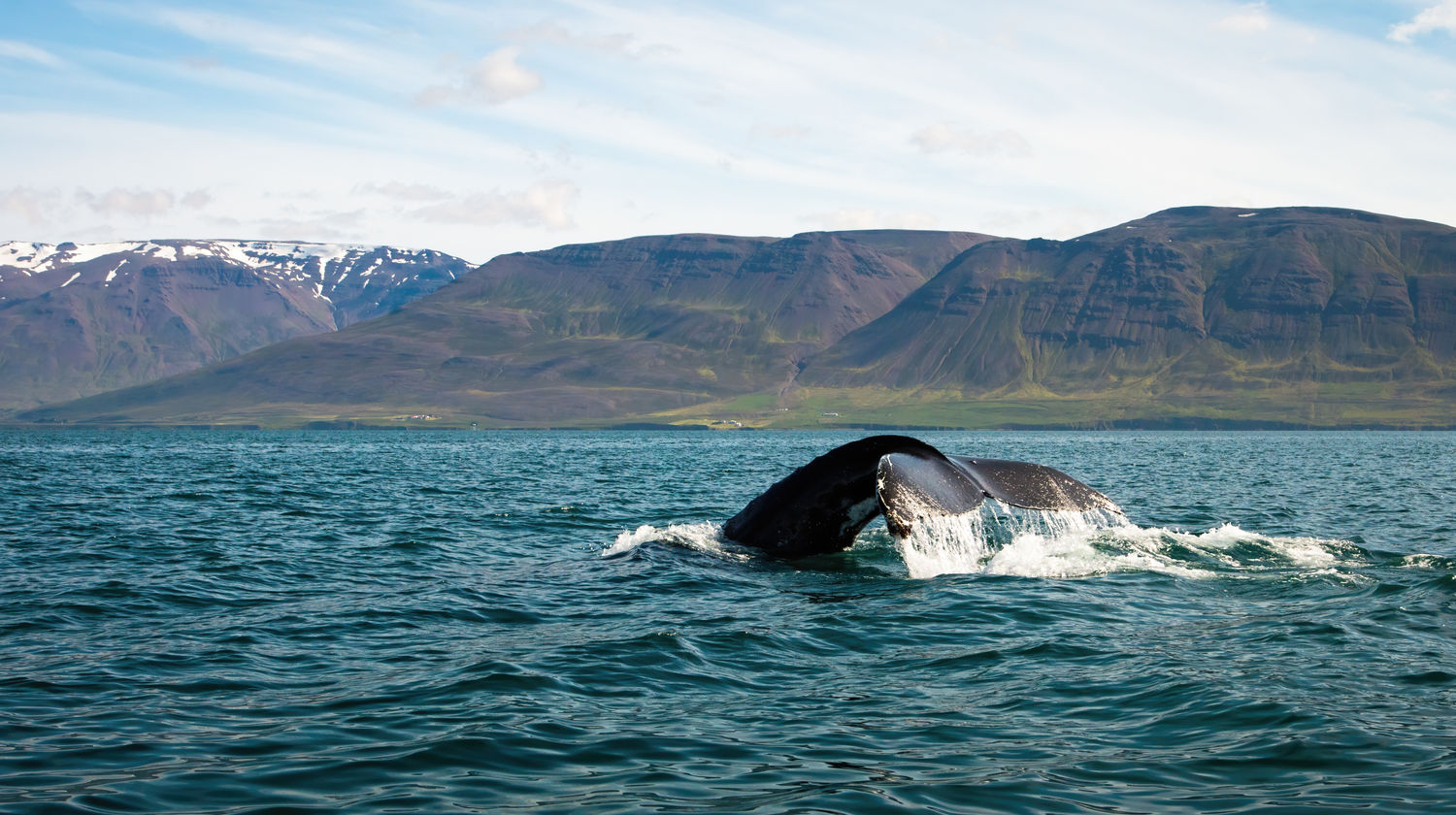 Reykjavik