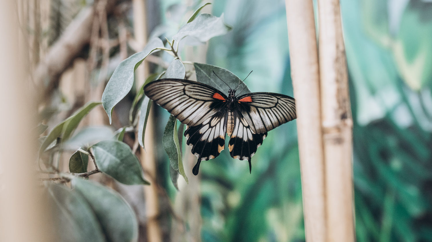 Into the Wild - Butterfly Valley