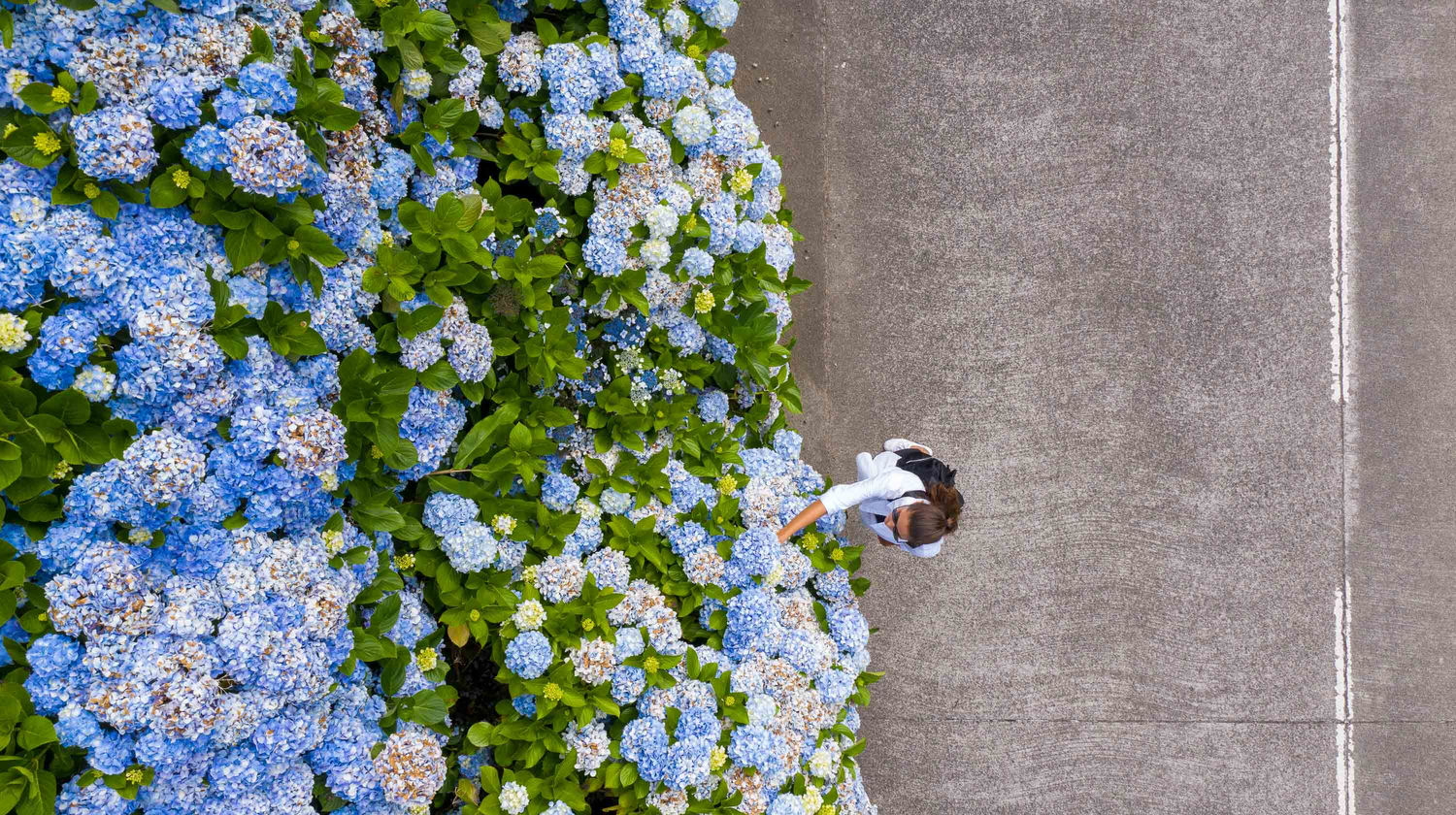 Hydrangeas, São Miguel Island