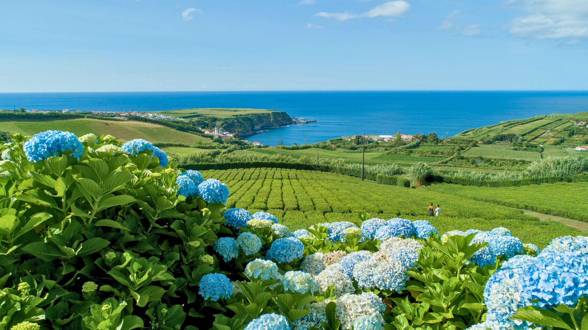 Porto Formoso Tea Plantations, São Miguel Island