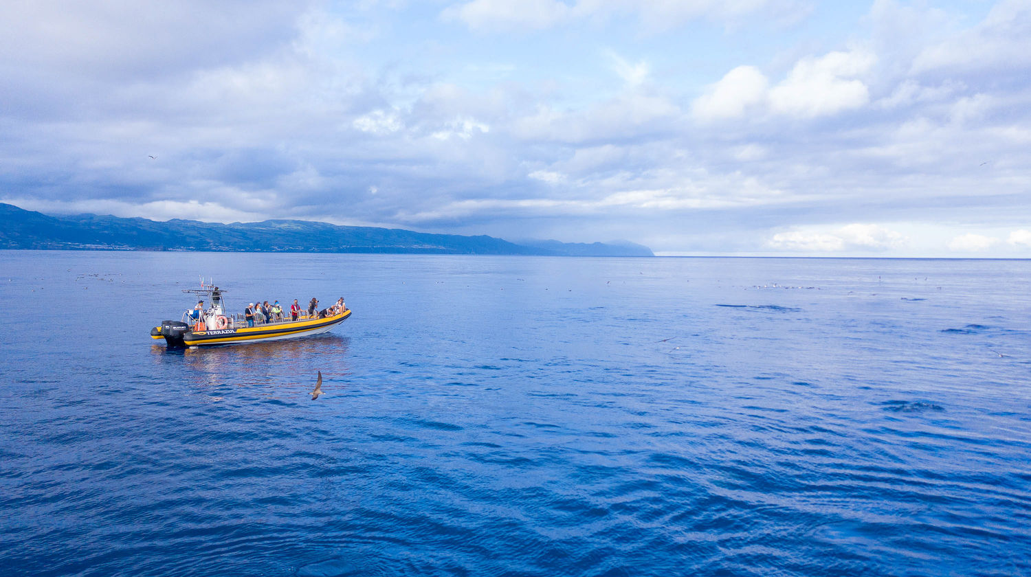 Wednesday: <b>Whale Watching Experience (Included)</b> 