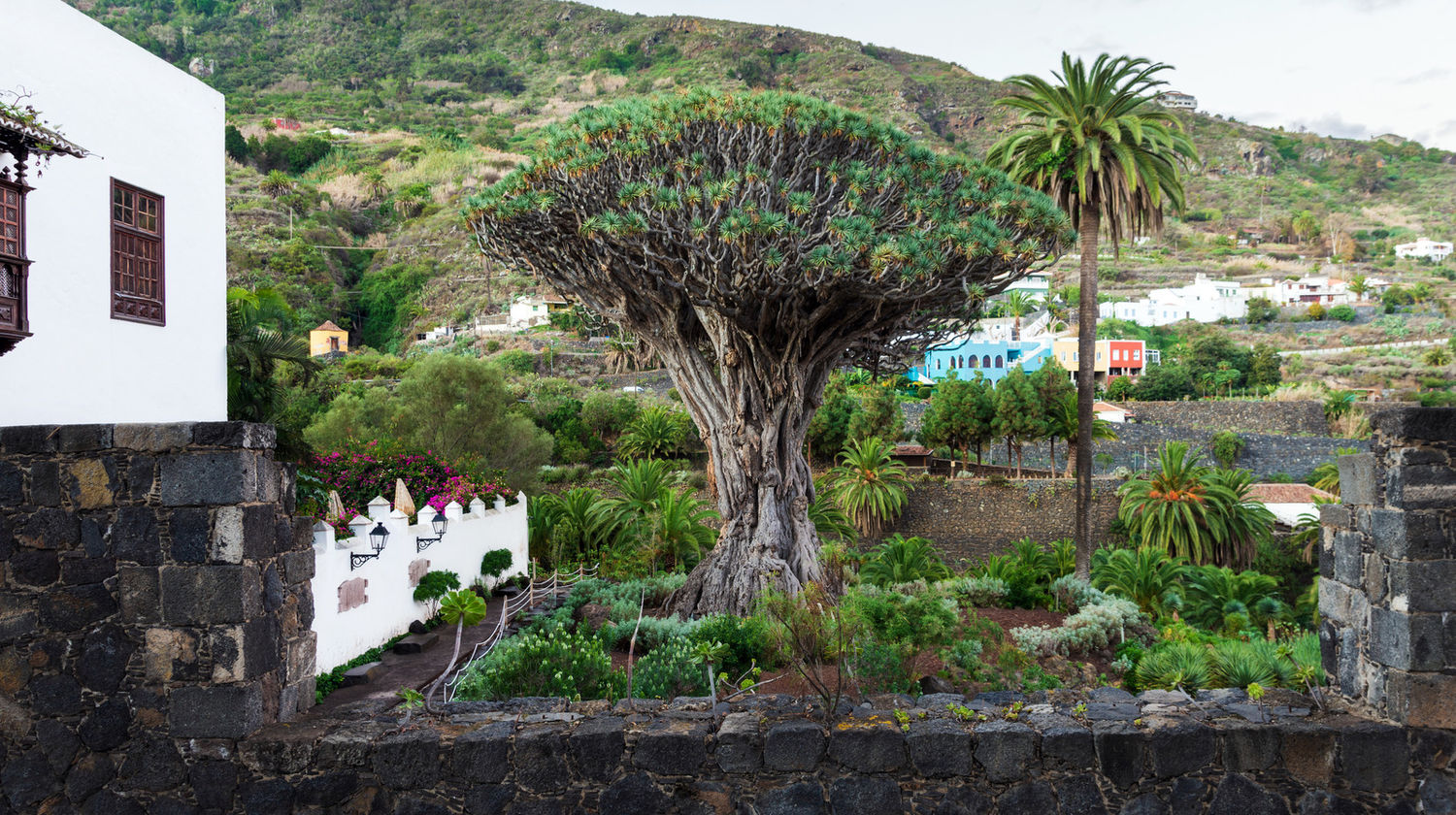 Millenary Tree & Volcanic Pools