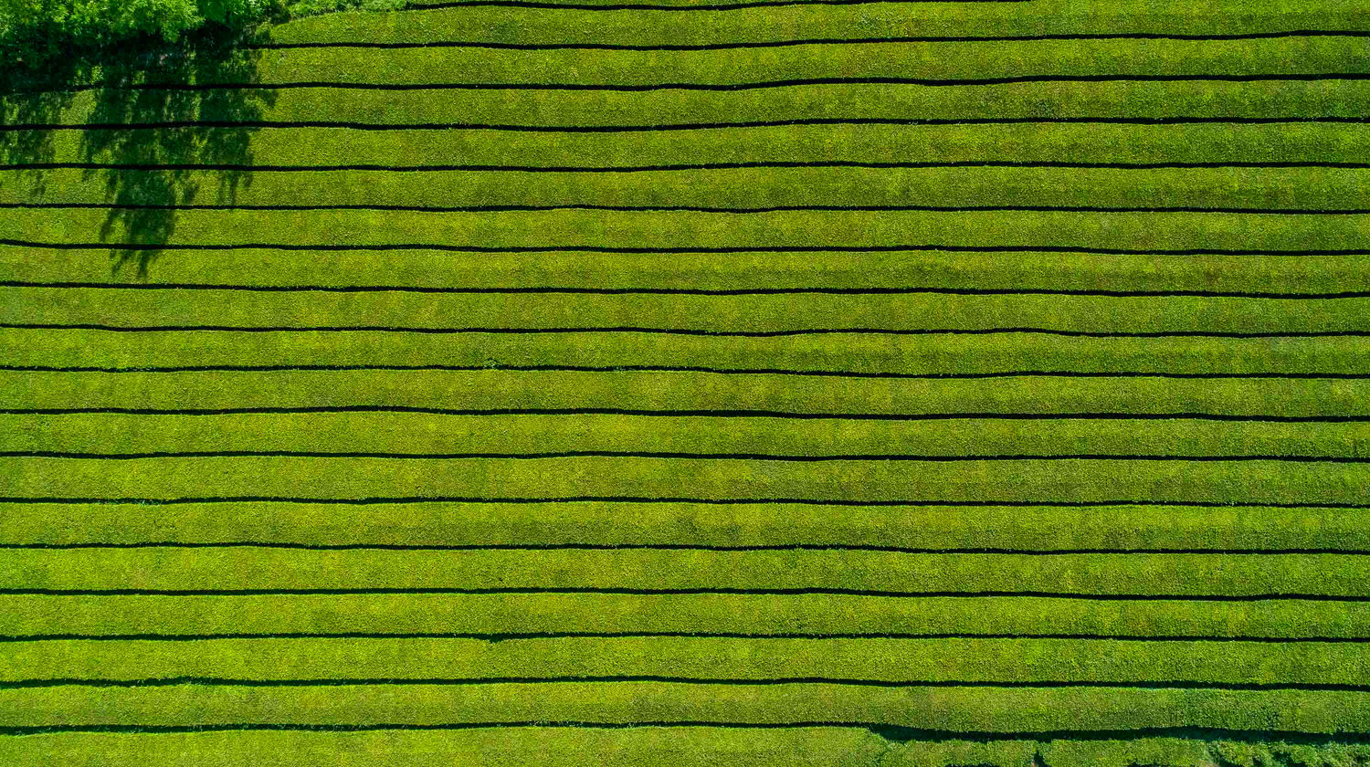 Tea Plantations, São Miguel Island